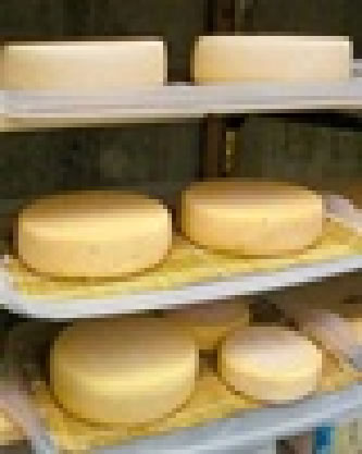 cheese