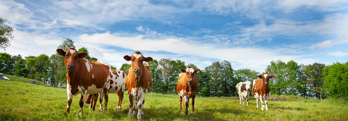 Cow in field cows in field