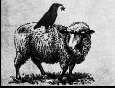 sheep-crow-two